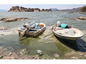 Bafa Gölü Yine Yeşile Boyandı