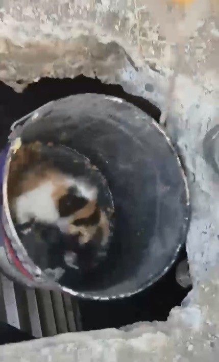 osmaniye-de-balyozla-genisletilen-kuyudan-yavru-kedi-kurtarildi