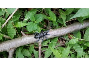 ’Drakula’nın Sesten Etkinlendiği Belirlendi