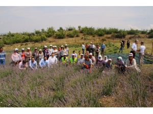 Mis Kokulu Lavanta Hasadı