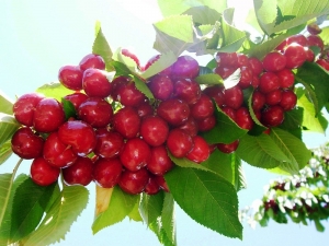 Tarsim’den Üreticilere 151 Milyon Tl Hasar Ödemesi