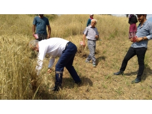 Milletvekili Adayı Orakla Buğday Biçti