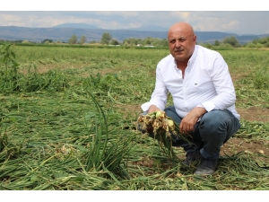 25 Yıllık Soğan Üreticisi Konuştu: