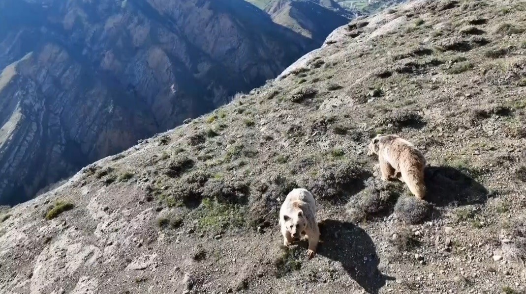 erzincan-da-ayi-saldirisinda-yaralanan-kisi-ameliyata-alindi