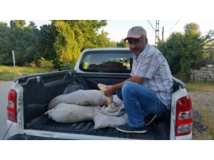 İpekyolu İlçesinde Kaçak Avlanmış 200 Kilo Sazan Ele Geçirildi