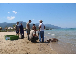 Güzelçamlı Sahilinde Ölü Caretta Caretta Bulundu