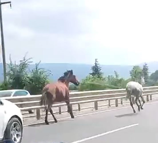 basibos-atlar-trafikte-araclarla-yaristi