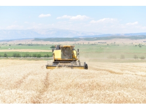 Kahramanmaraş’ta Hububat Hasadı Başladı