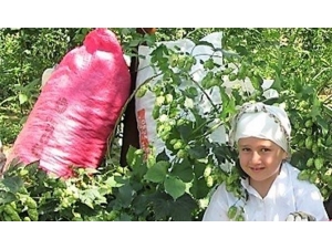 Şerbetçiotu’nun Fiyatı Belirlendi