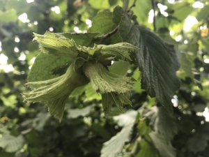 Üreticiler Bahçede Ama Akılları Fiyatlarda