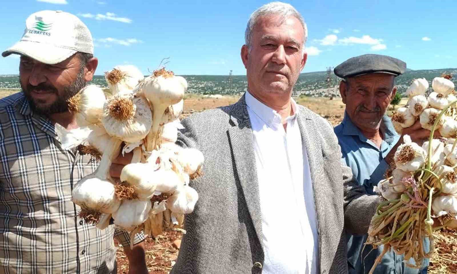 ab-tescilli-araban-sarimsaginin-hasadi-basladi