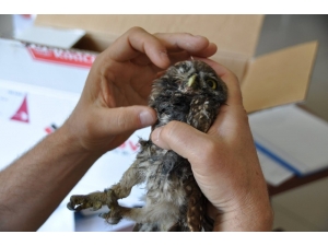 Yaralı Baykuş Tedavi Altına Alındı