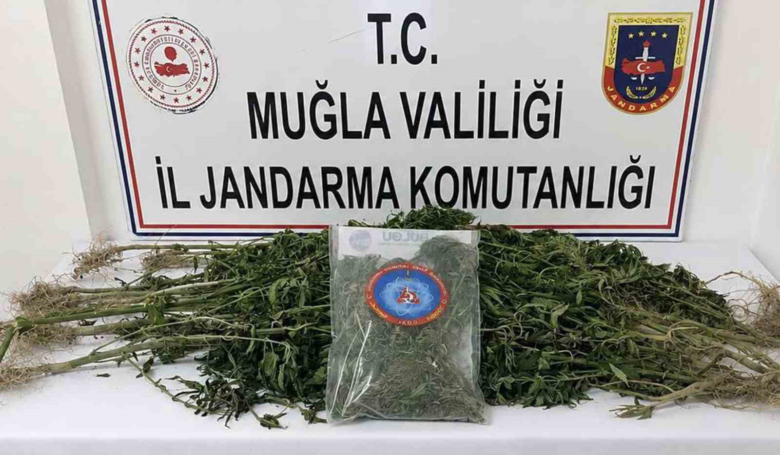 mugla-jandarmasindan-uyusturucu-tacirlerine-operasyon-33-tutuklama