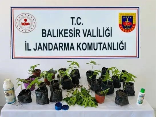 erdek-te-jandarmadan-kenevir-operasyonu