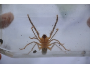 Et Yiyen Örümcek Bilecik’te İlk Defa Görüldü
