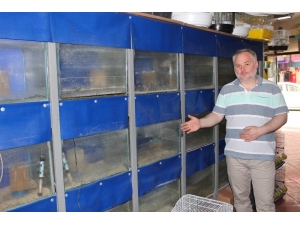 Suriye’deki İç Savaş, Türkiye’deki Akvaryum Balığı Sektörünü Vurdu