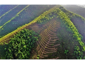 Bal Ormanları Hedefine Ulaşıyor