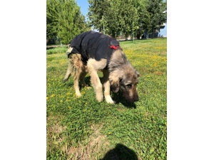 Yaralı Köpeğe Niğde Belediyesi Sahip Çıktı