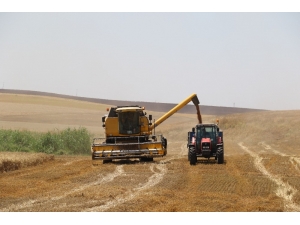 Mercimek’ten Umduğunu Bulamayan Çiftçilerin Umudu Buğday