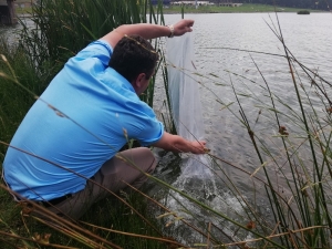 Düzce’de Göllere 29 Bin 500 Balık Bırakıldı