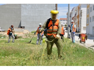 Yabani Otlar Temizleniyor