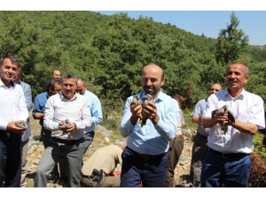 Seydişehir’de Doğaya Keklik Salındı