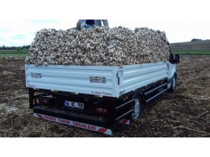 Pazarcık’ta 15 Bin Ton Sarımsak Üretiliyor