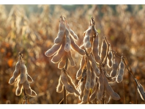 İncefikir: "Çukurova Soya Bölgesi Olabilir"