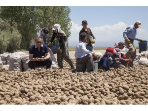 Türkiye’deki Patates Fiyatları
