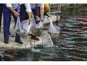 Başkent Gölleri ’Balık’ Üretecek