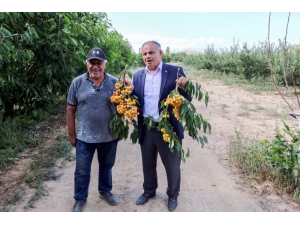 Yahyalı’daki Kiraz Üreticileri İhracatçıları Bekliyor