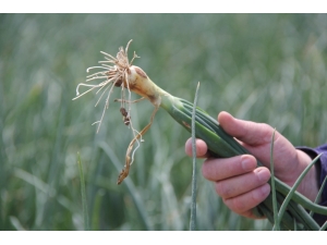 Soğan Üreticisinin En Büyük Sıkıntısı ‘Aracılar’ Ve ’Depolama’