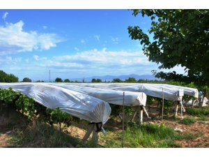 Üzümler Örtü Altına Girdi