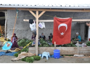 İnegöl’de Tütün Hasadı Başladı