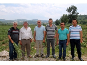 Bursa’da 30 Bin Dönüm Arazi Doludan Zarar Gördü