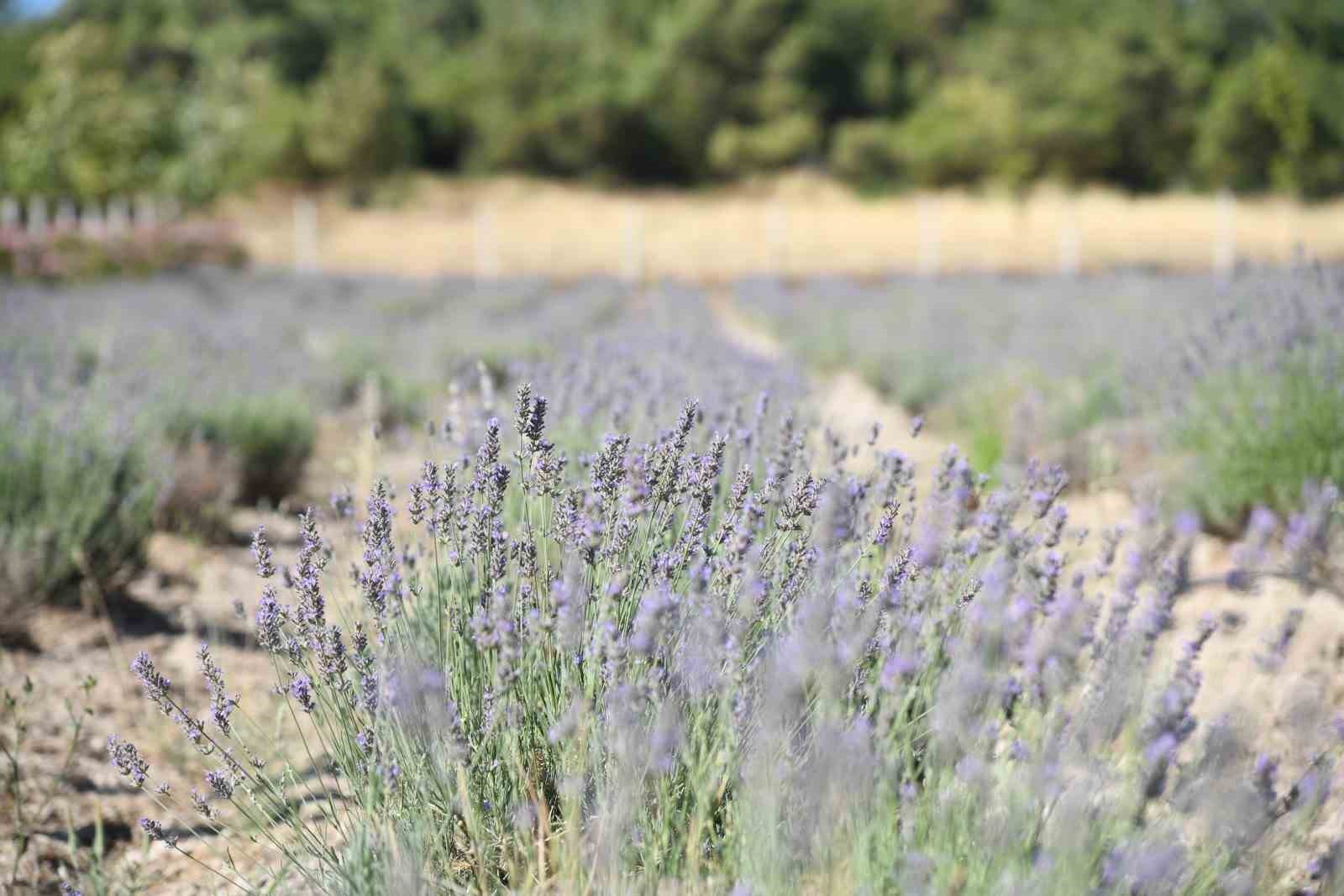 yunusemre-de-lavanta-hasadi-basliyor
