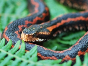 Hopa Engereği Denilen Yılan Su Yılanı Çıktı