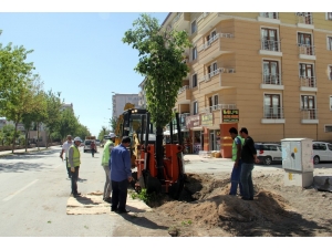 Van Büyükşehir İskele Caddesindeki Ağaçları Kent Ormanına Taşıyor