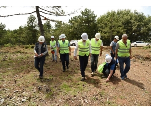 Tensil Sahalarında Uygulanan Çimlenme Çalışmaları Başarılı