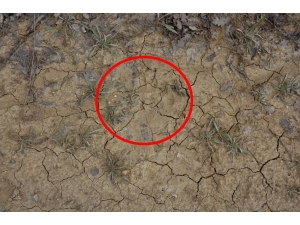 Uşak’ta Boz Ayı Görüldüğü İddiası