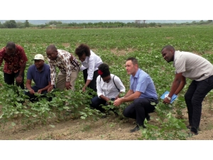 Türk Pamuğu Mozambik’te De Yetişecek