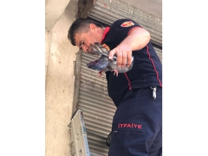 Kepenge Sıkışan Güvercin Kurtarıldı