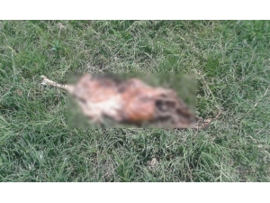 Antalya’da Parkta Bulunan Ölü Köpek Tepki Çekti