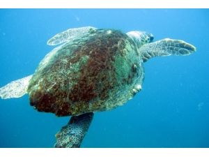 Caretta Caretta Yavruları İçin Şezlong Ve Şemsiye Uyarısı