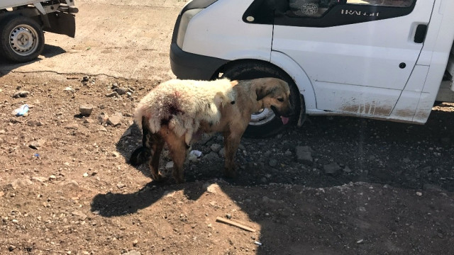 Akılalmaz İşkence! Köpeğe Sıcak Havada Kuzu Postu Giydirdiler