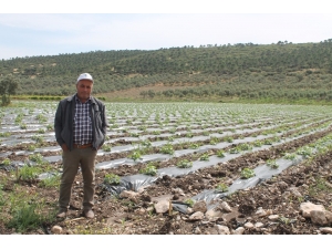 Kavun Üreticisi Hasat İçin Gün Sayıyor