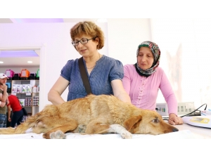 Yaralı Halde Bulduğu Köpeği Tarım Aracıyla 30 Kilometreden Tedaviye Getirdi