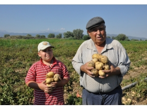 Sandıklı’da Yeni Mahsul Patates Hasadı Başladı