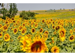 Trakya’nın “Sarı Gelin”i Çiçek Açtı