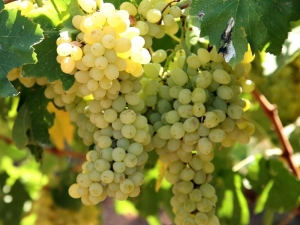 Ege İhracatı 13 Milyar Dolara Ulaştı